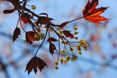 Acer platanoides 'Crimson King' - javor mléčný 'Crimson King' - květenství a listy